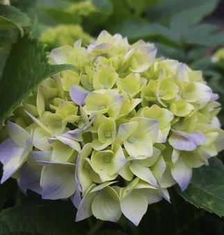 東京郊外の小さないのち 紫陽花,自然,あじさいの写真素材