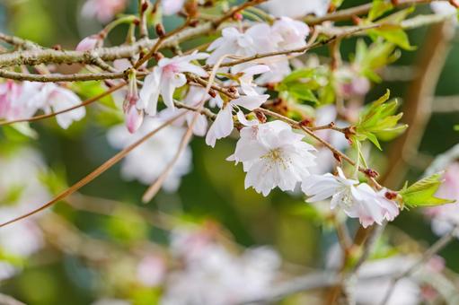 枝先に咲く淡いピンクの桜 枝先に咲く淡いピンクの桜の写真