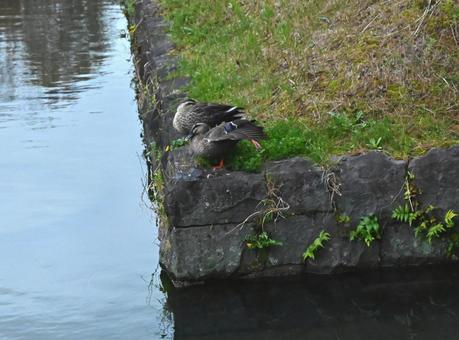 縁石のカルガモ 縁石のカルガモの写真