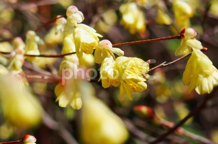ヒュウガミズキ・淡く透明感のある花[春の花] ヒュウガミズキ,日向水木,春の花の写真素材