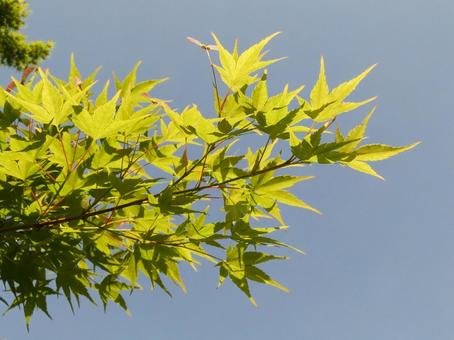 Maple Fresh Green, JPG Maple Fresh Green, JPG