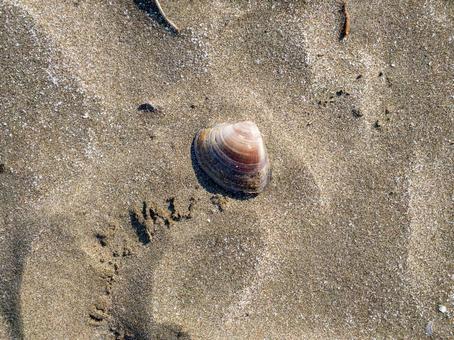 砂浜に埋もれる貝殻 貝殻,海,シェルの写真素材
