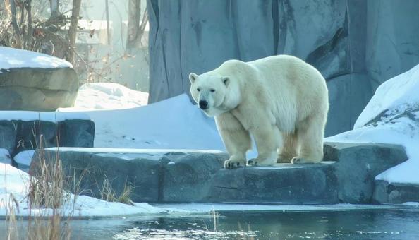 雪の中の白熊　冬のイメージの写真