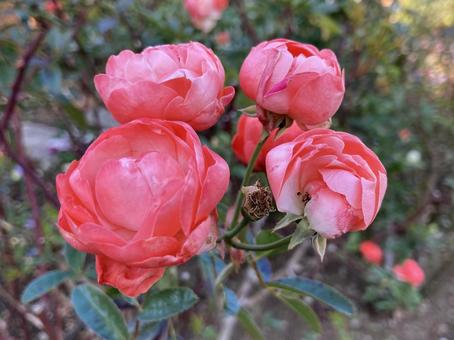 バラ バラ,薔薇,赤の写真素材