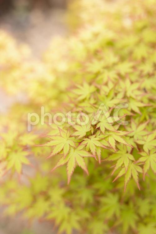 赤い縁取りの緑モミジ 紅葉,緑,楓の写真素材
