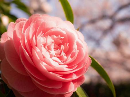 Photo, camellia, flower, pink, 