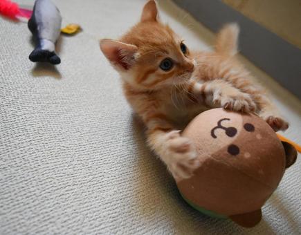 お気に入りのボールで遊ぶ茶トラの子猫 お気に入りのボールで遊ぶ茶トラの子猫の写真