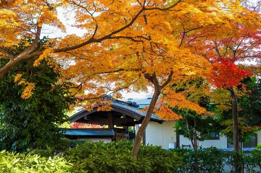 もみじ公園の秋(28) 秋,紅葉,モミジの写真素材