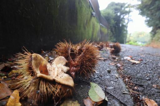 道路に落ちてた秋のイガ栗 道路,イガグリ,栗の写真素材