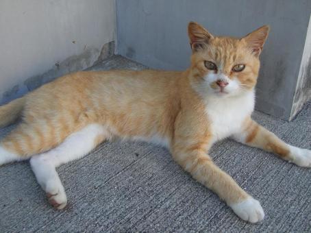 Striped cat, JPG Striped cat, JPG