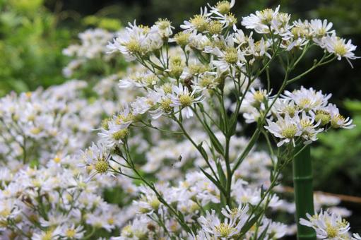シオン・紫苑 シオン・紫苑の写真