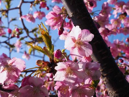 Sakura_006, JPG