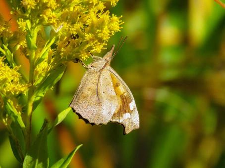 黄色い花に留まるテングチョウ テングチョウ,昆虫,生き物の写真素材