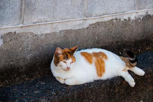 寝る猫 寝る猫の写真
