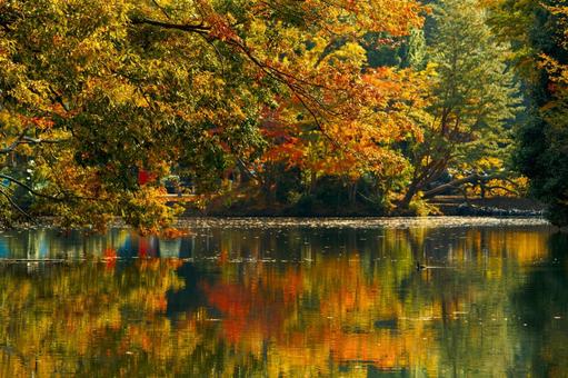 湖の紅葉の写真