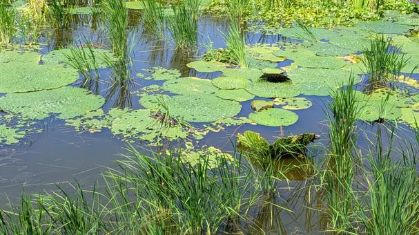 オニバス-03 オニバス-03の写真