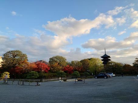 秋の東寺 秋の東寺 東寺,五重塔,京都の写真素材