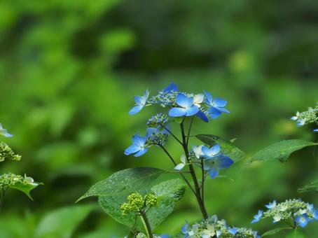 美しく咲く山紫陽花 美しく咲く山紫陽花の写真