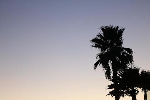 ヤシの木 ヤシの木 ヤシ,海,ビーチの写真素材