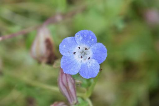 花　アップの写真