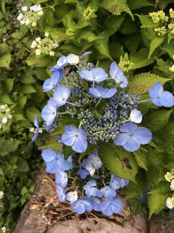 紫陽花 紫陽花の写真