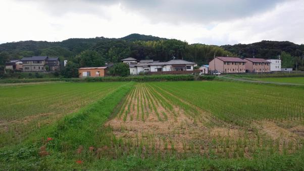 農地-篠栗町 農地,田,草の写真素材