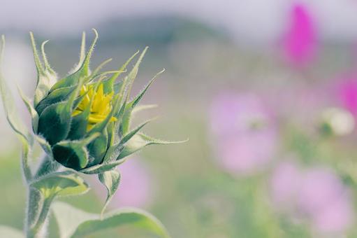 ヒマワリの蕾の写真