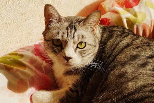 みつめる猫の写真