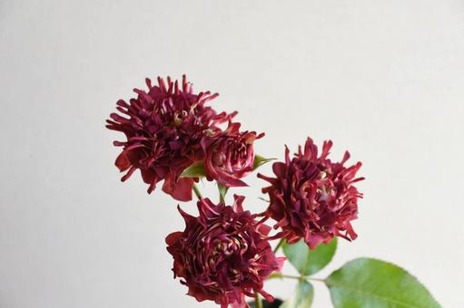 紅華美 紅華美 紅華美,スプレーばら,赤の写真素材