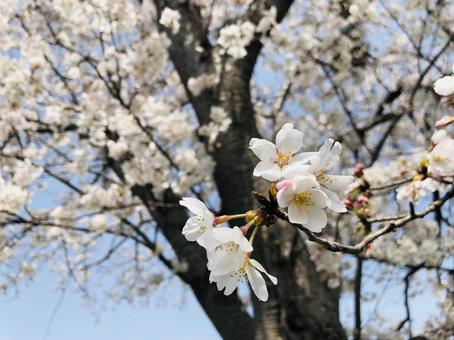満開の桜 満開の桜の写真
