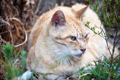 Cat hiding in the grass, JPG