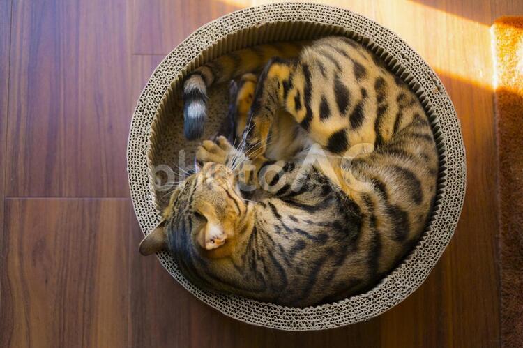 狭いところが好きなベンガル猫 猫,ベンガル,ベンガル猫の写真素材