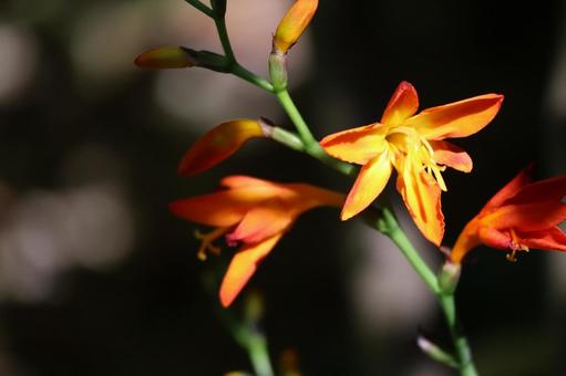 オレンジ色のヒメヒオウギスイセンの花 オレンジ色のヒメヒオウギスイセンの花の写真