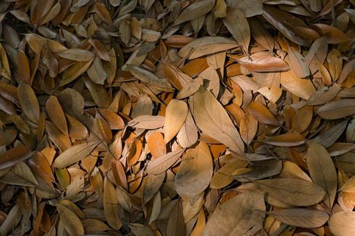 冬枯れの落ち葉 冬枯れの落ち葉 落ち葉,秋,枯れ葉の写真素材