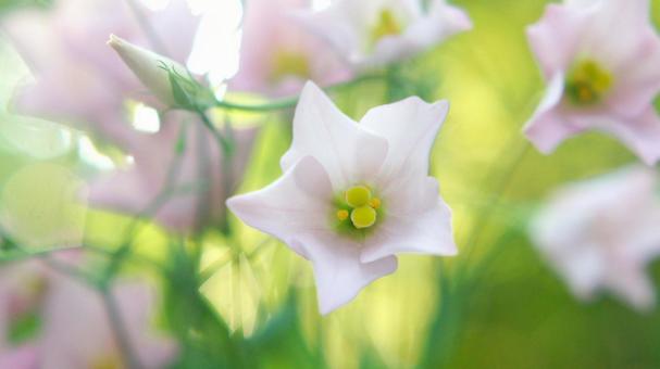 秋の花-302 秋の花-302の写真