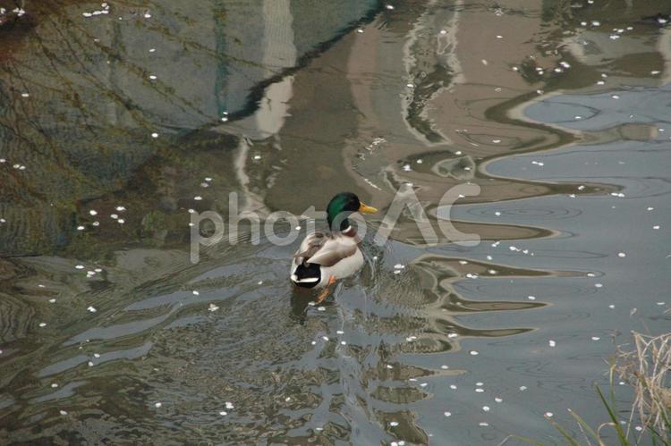 清明過ぎの麻生川のカモ 川崎市麻生区,鶴見川水系,河川の写真素材