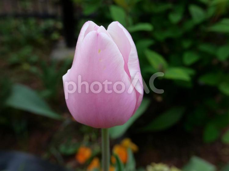 チューリップ チューリップ,花,春の写真素材