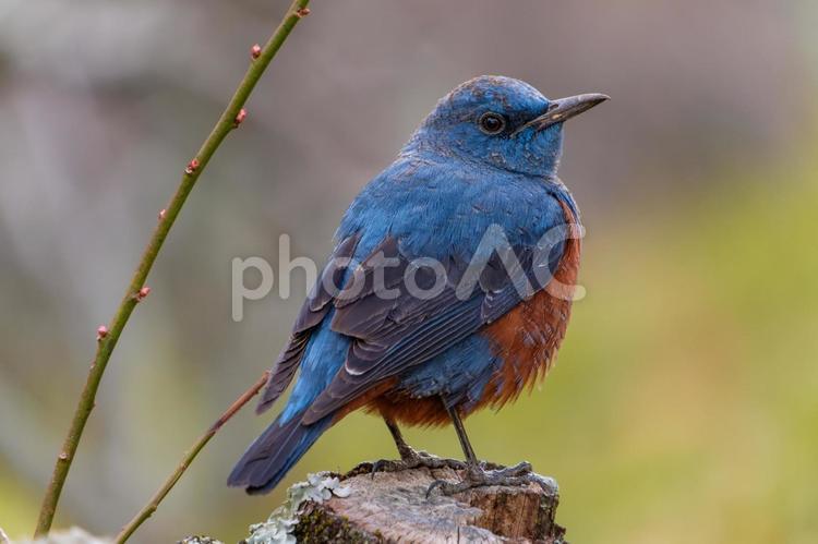 美しい羽色のイソヒヨドリ イソヒヨドリ,野鳥,鳥の写真素材
