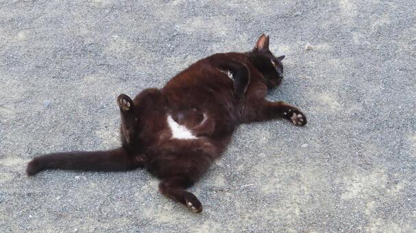 ヘソ天姿と肉球があざと過ぎる可愛い黒猫 黒猫,猫,ヘソ天の写真素材