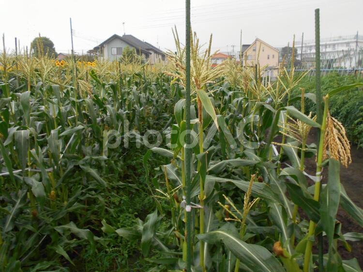 雨上がりのトウモロコシ畑２ トウモロコシ,トウモロコシ畑,コーンの写真素材