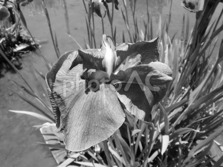 モノクロ写真の花菖蒲 ハナショウブ,花,６月の写真素材