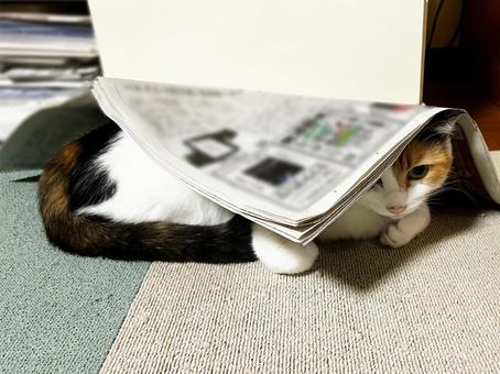 落ち着く場所になった三毛猫 三毛猫,calico,catの写真素材