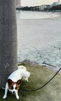 南紀白浜とパピヨン 南紀白浜とパピヨンの写真