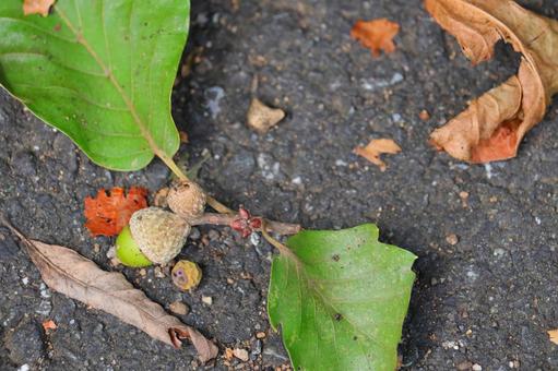 どんぐり どんぐり 秋,どんぐり,木の実の写真素材
