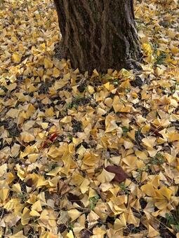 イチョウの落ち葉 落ち葉,イチョウ,公孫樹の写真素材