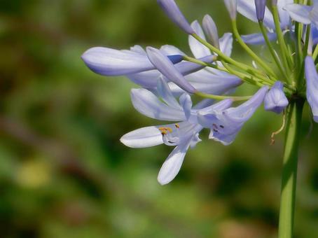 Photo, agapanthus, purple clam, blue, 