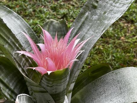 エキゾチックな植物 ブロメリア,植物,花の写真素材