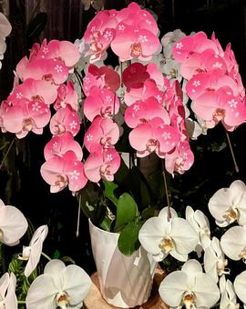 桜がペイントされたピンクの胡蝶蘭 桜がペイントされたピンクの胡蝶蘭 胡蝶蘭,ピンク,花の写真素材