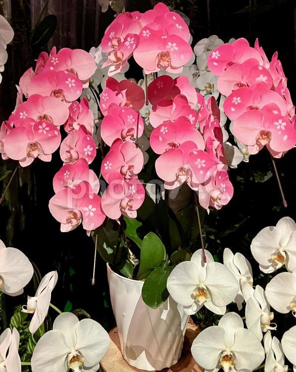 桜がペイントされたピンクの胡蝶蘭 胡蝶蘭,ピンク,花の写真素材
