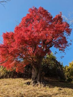 紅葉 紅葉の写真